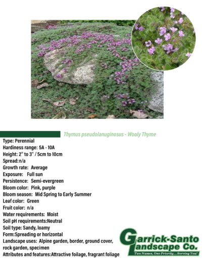 Wooly Thyme