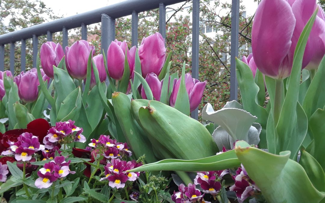 Plant of the Week: Tulips