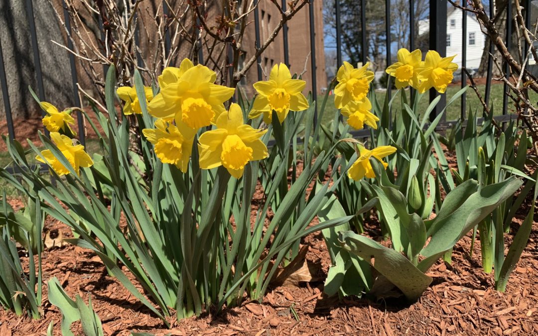 Plant of the Week: Daffodils