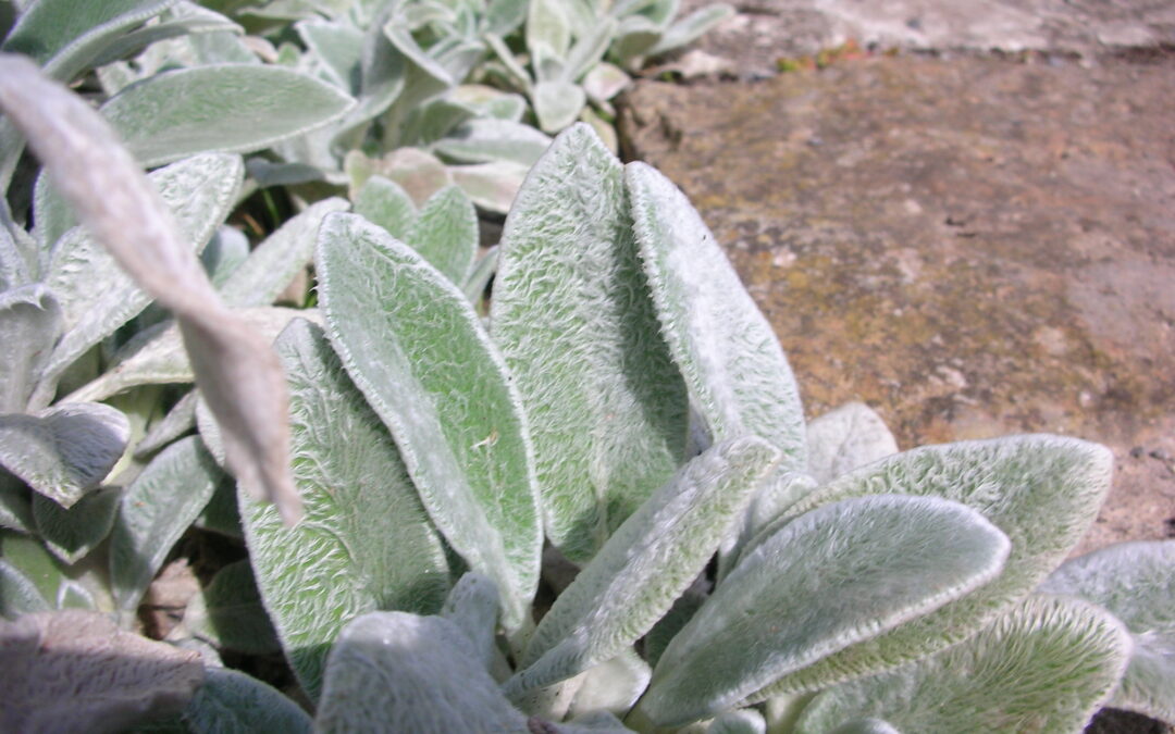 Plant of the Week: Lamb’s Ear