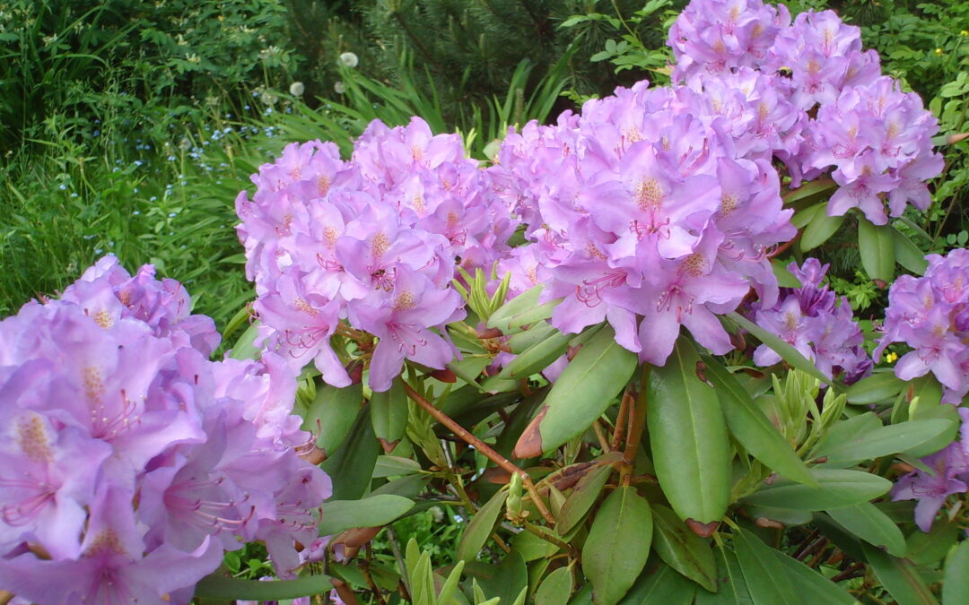 Plant of the Week: Rhododendron